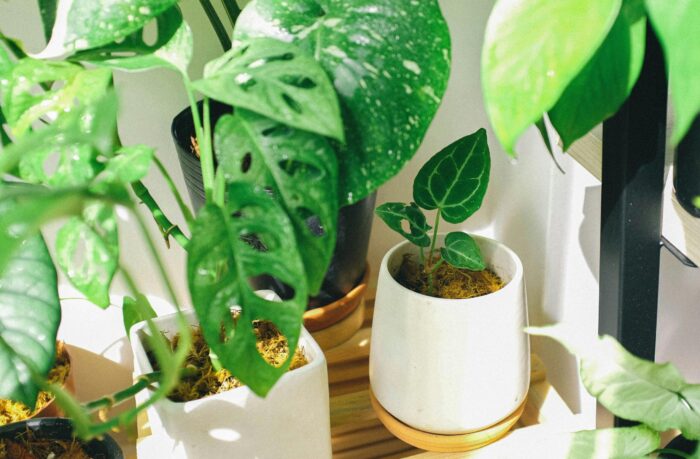 Example Plant 2