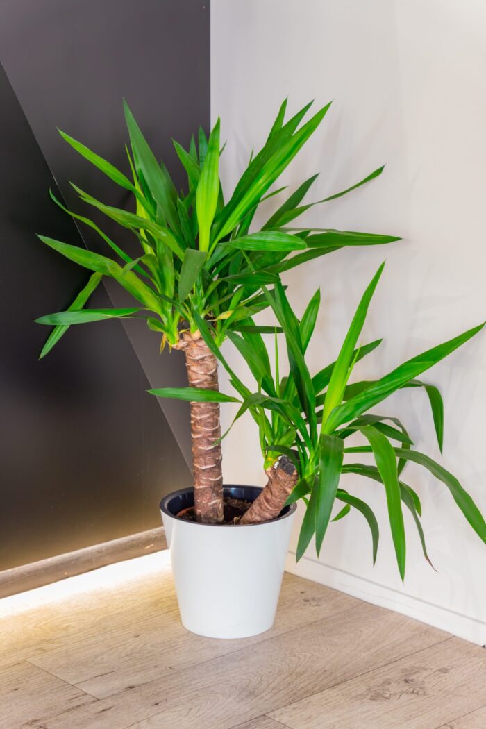 Dracaena Compacta