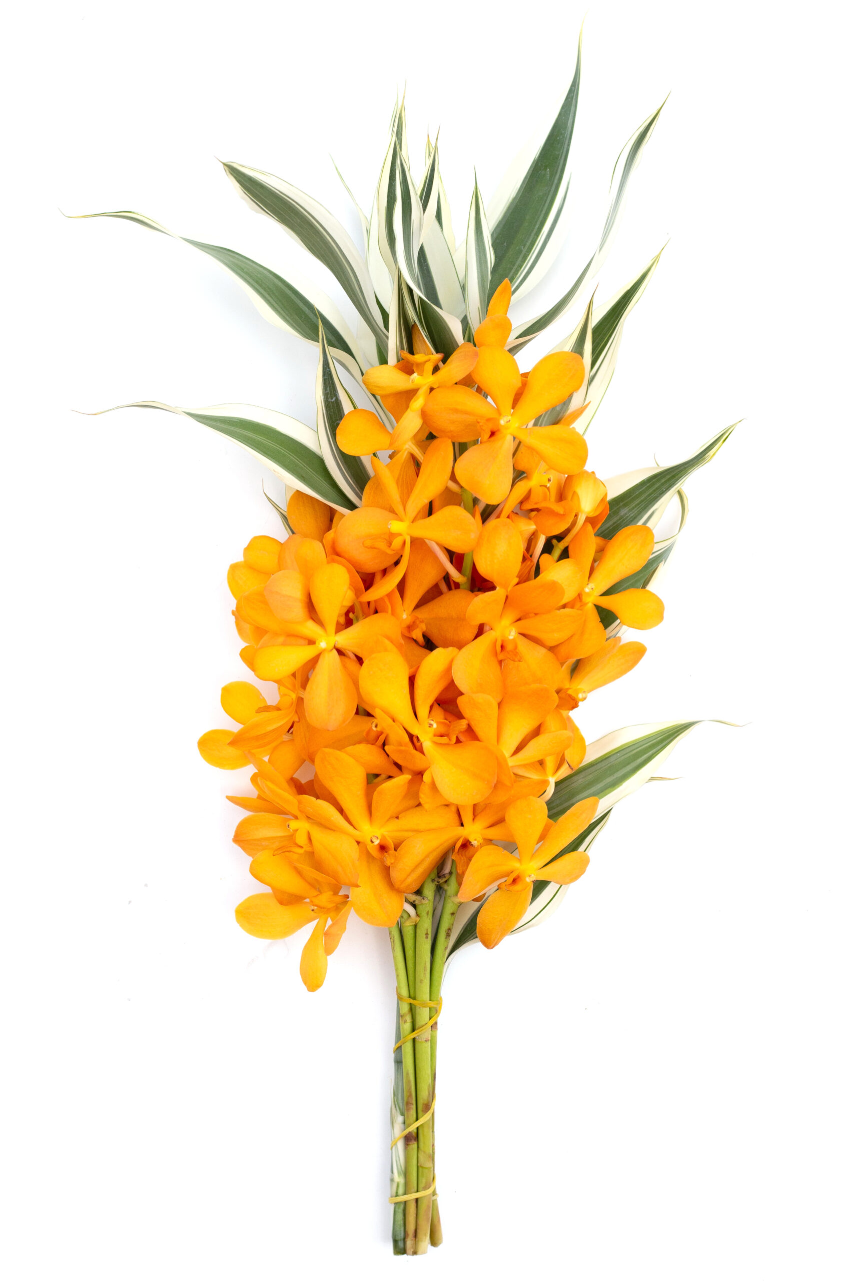 Dendrobium Orchid Bunch