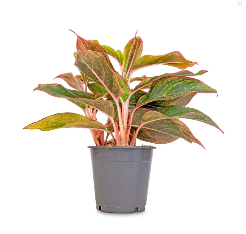 Aglaonema Crete - Image 2