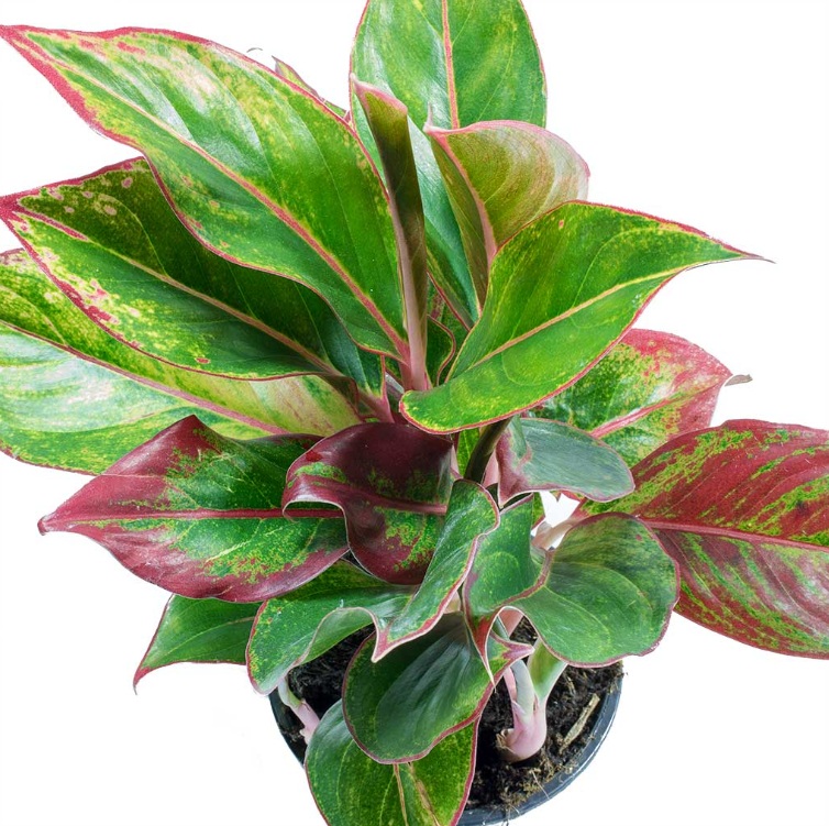 Aglaonema Crete - Image 3
