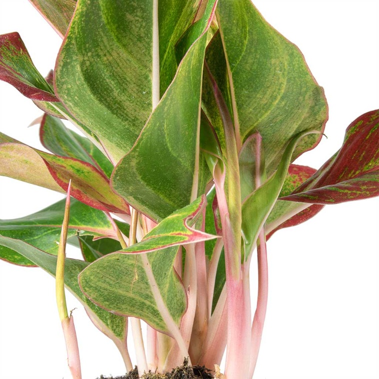 Aglaonema Crete - Image 4