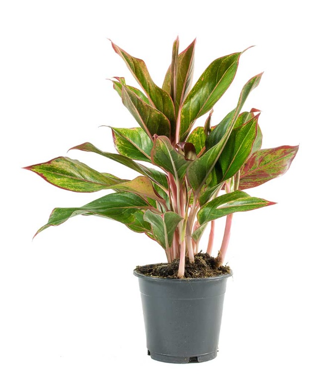 Aglaonema Crete