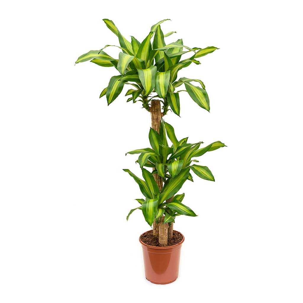 Dracaena fragrans “Massangeana” - Image 5