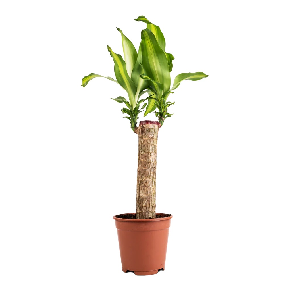 Dracaena fragrans “Massangeana” - Image 4