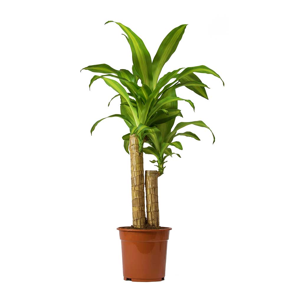 Dracaena fragrans “Massangeana”