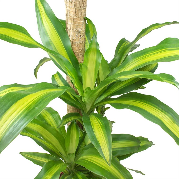 Dracaena fragrans “Massangeana” - Image 2