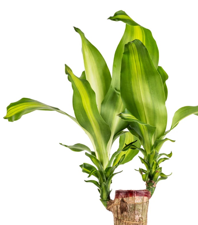 Dracaena fragrans “Massangeana” - Image 3