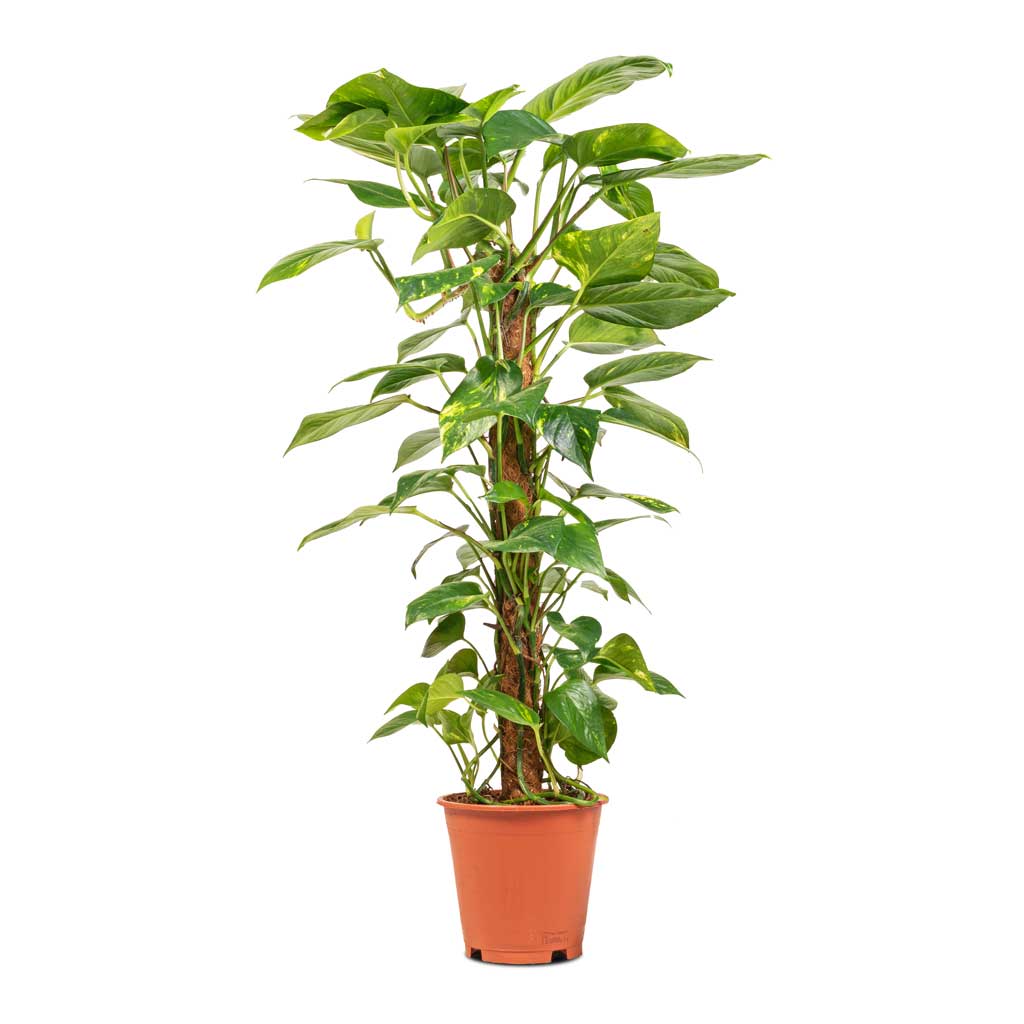 Golden Pothos - Image 4
