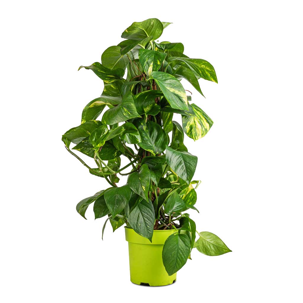 Golden Pothos