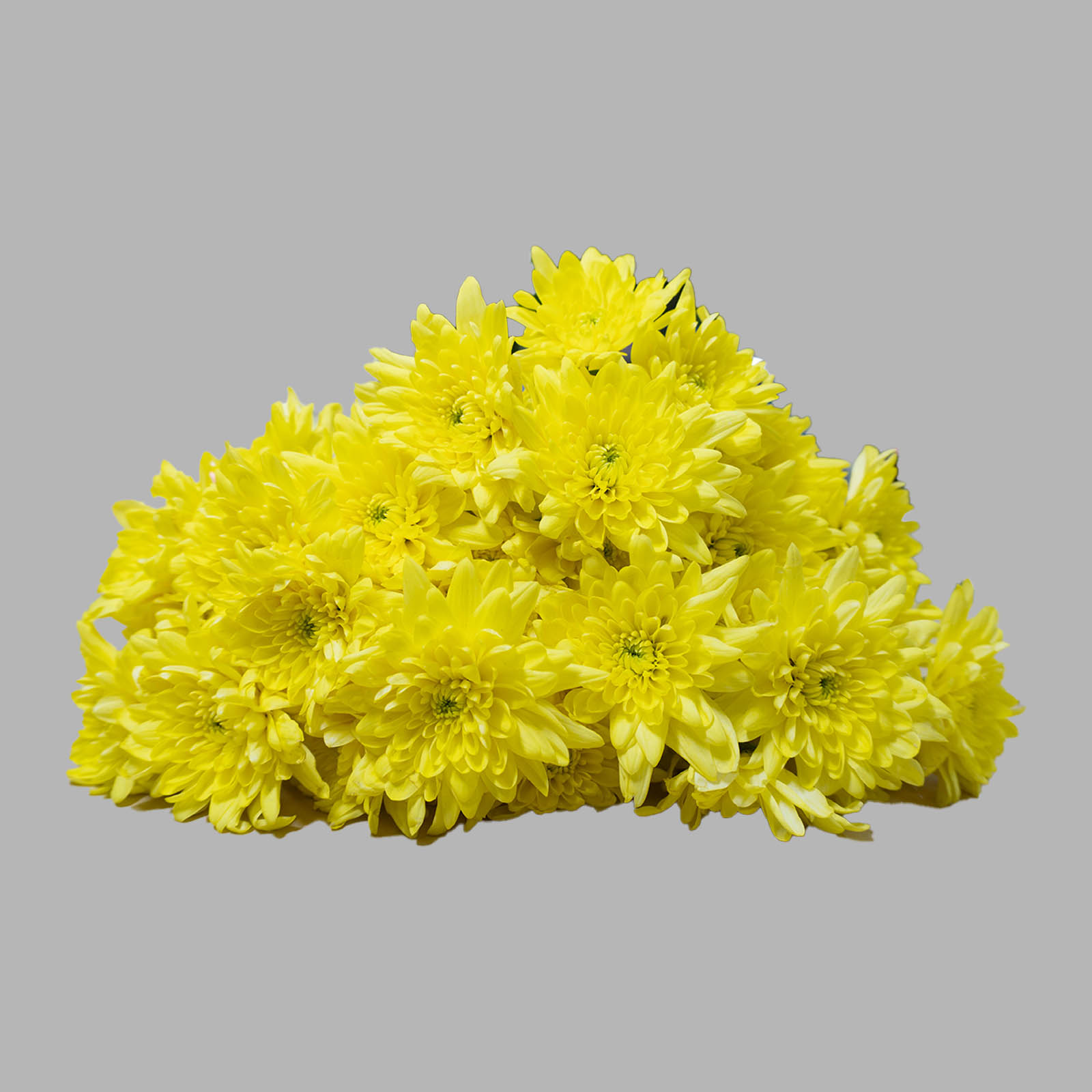 Chrysanthemum Bunch - Image 4