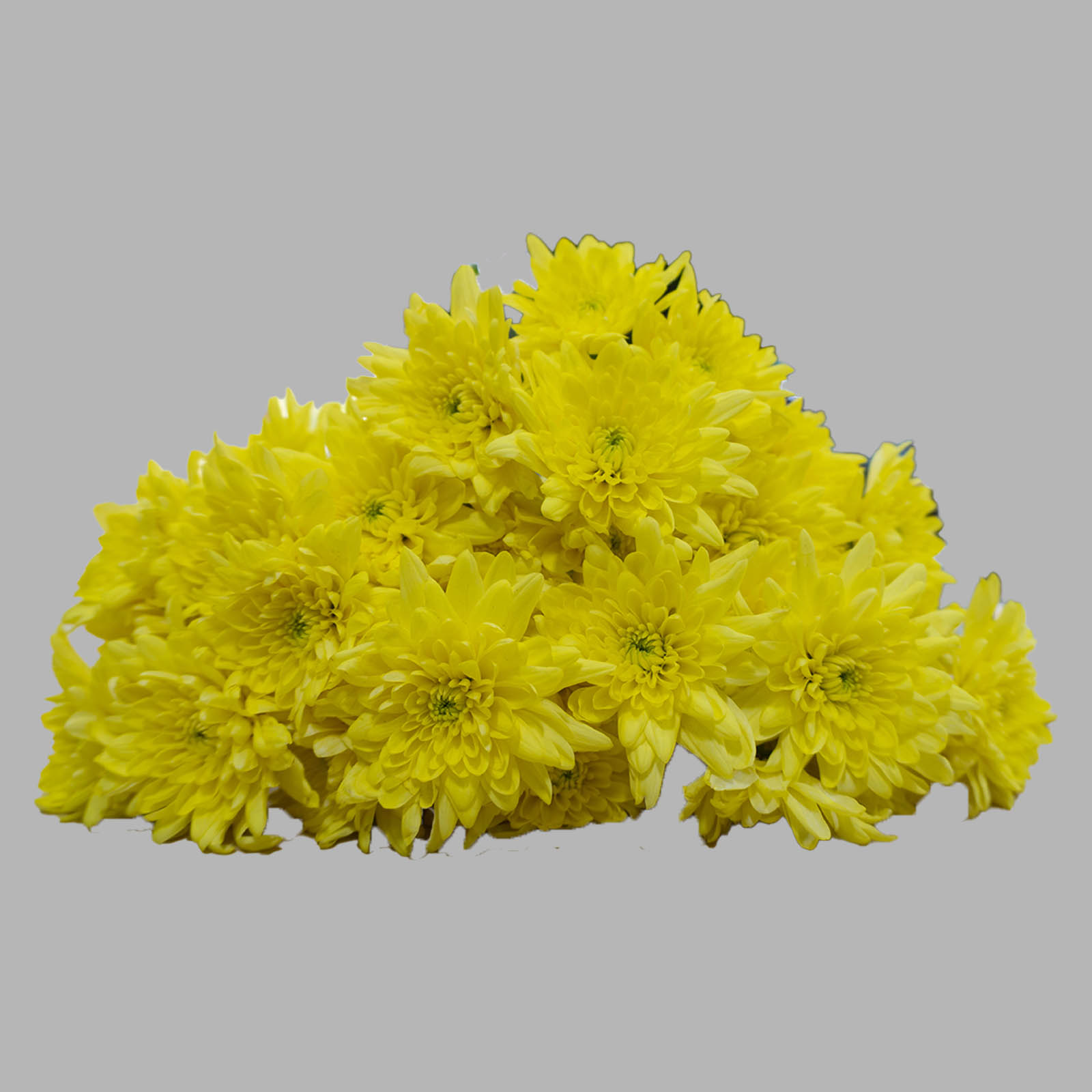 Chrysanthemum Bunch - Image 3