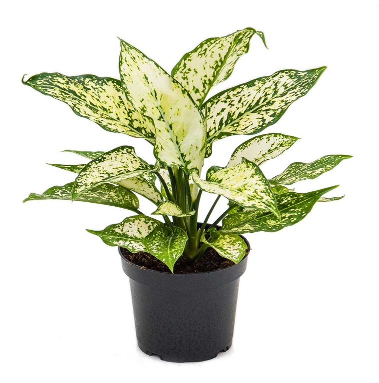 Aglaonema Kiwi - Image 2