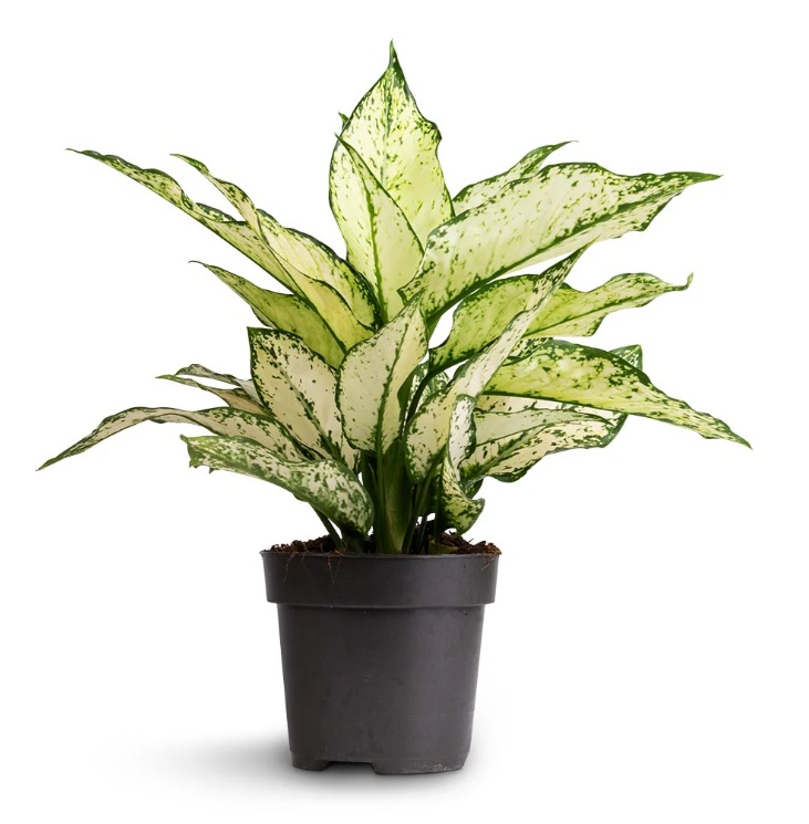 Aglaonema Kiwi