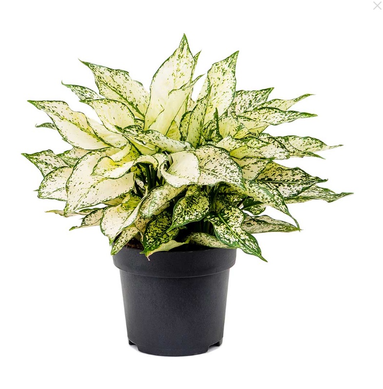 Aglaonema Kiwi - Image 3