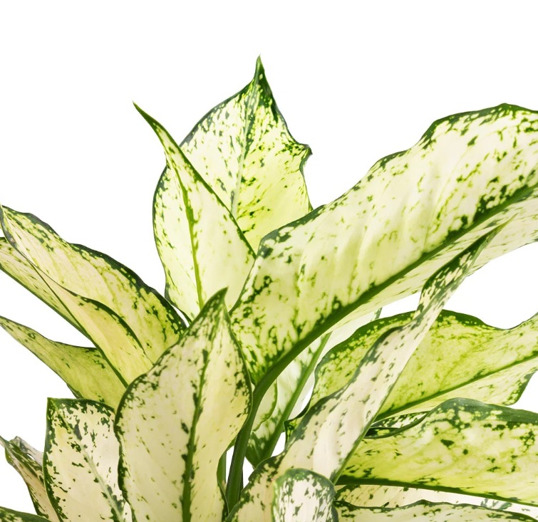 Aglaonema Kiwi - Image 4