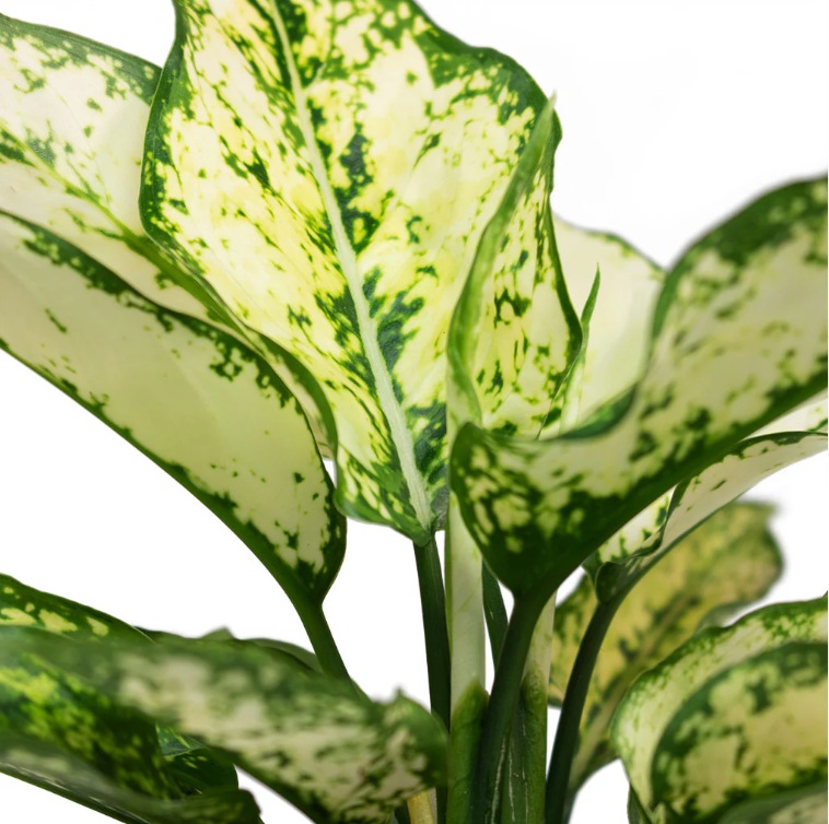 Aglaonema Kiwi - Image 5