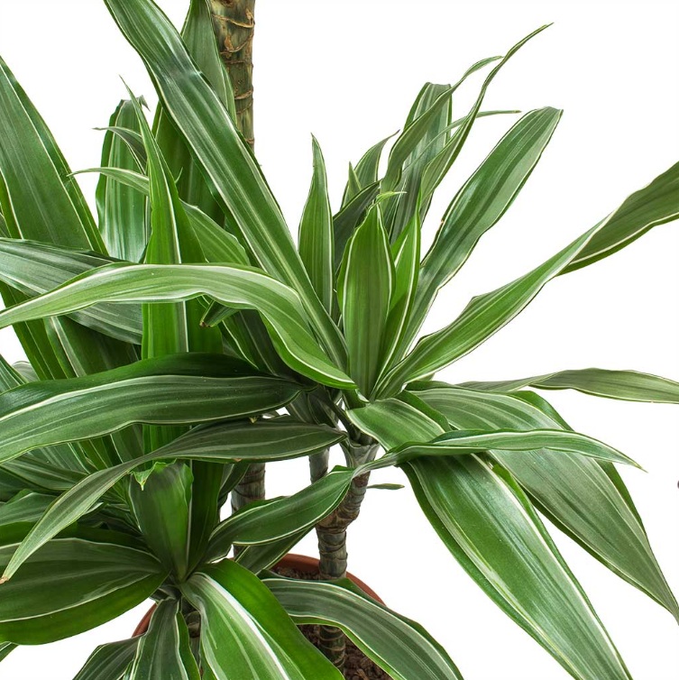 Dracaena White Stripe - Image 2