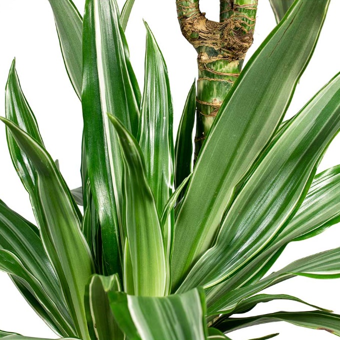 Dracaena White Stripe - Image 3