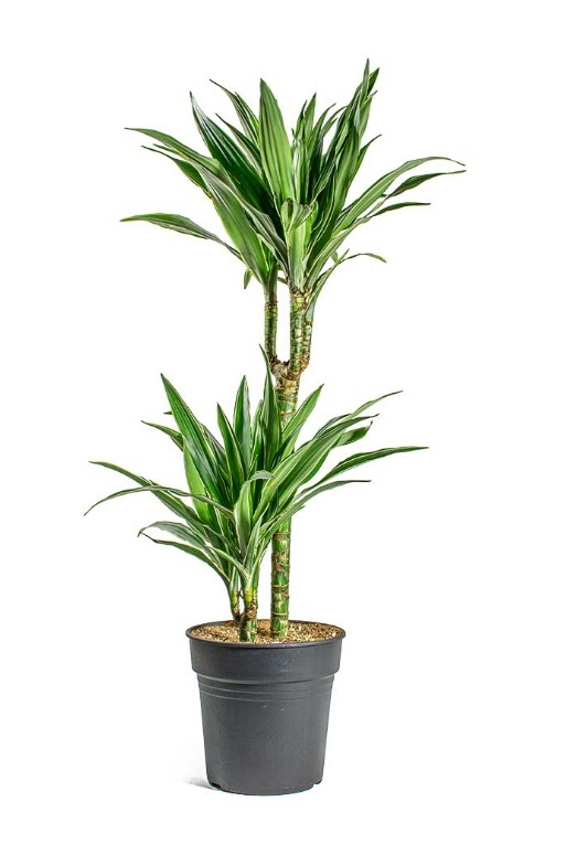 Dracaena White Stripe