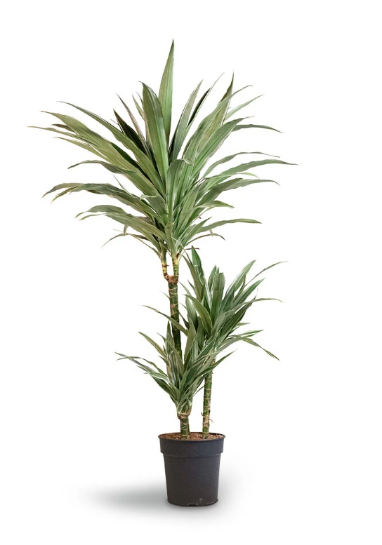 Dracaena White Stripe - Image 4