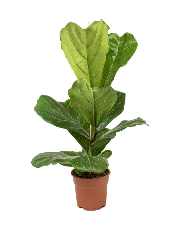 Fiddle-Leaf Fig (Ficus lyrata)