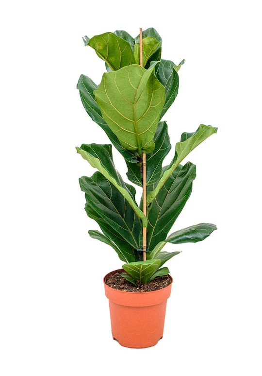 Fiddle-Leaf Fig (Ficus lyrata) - Image 2