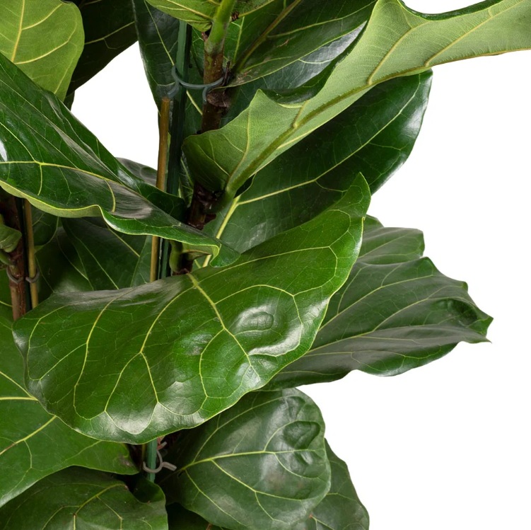 Fiddle-Leaf Fig (Ficus lyrata) - Image 3