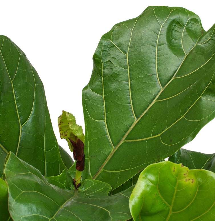 Fiddle-Leaf Fig (Ficus lyrata) - Image 4