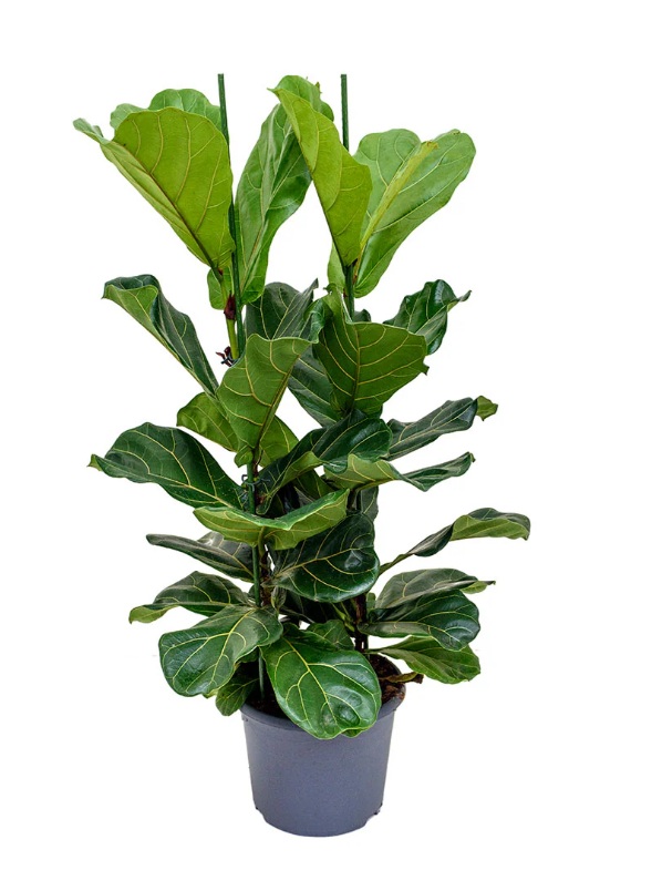 Fiddle-Leaf Fig (Ficus lyrata) - Image 5