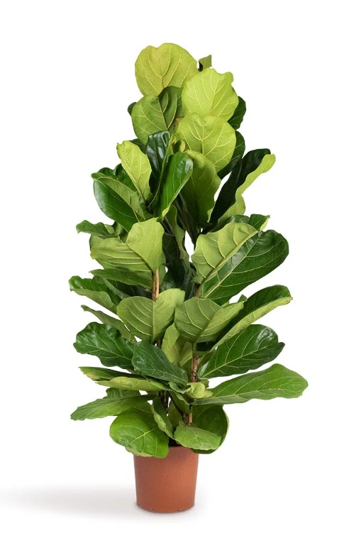 Fiddle-Leaf Fig (Ficus lyrata) - Image 6