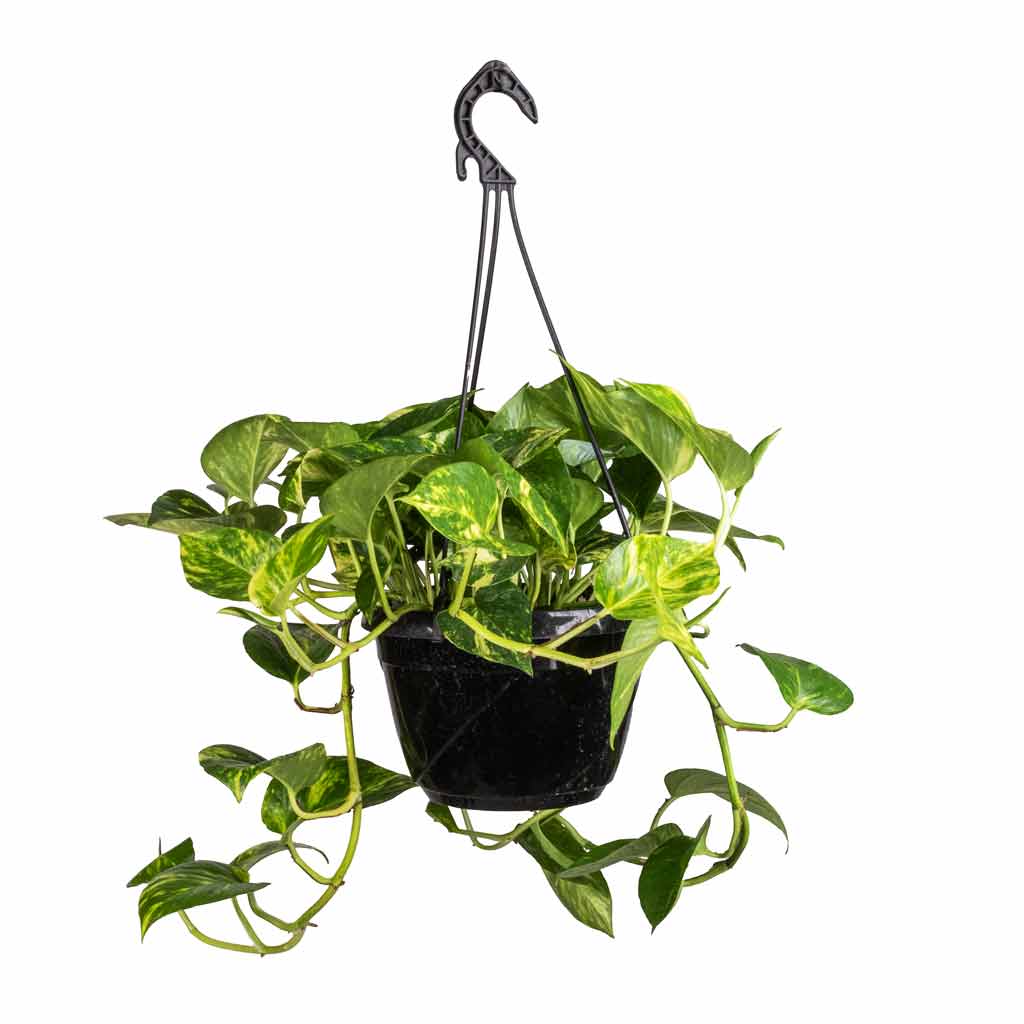 Golden Pothos - Image 3