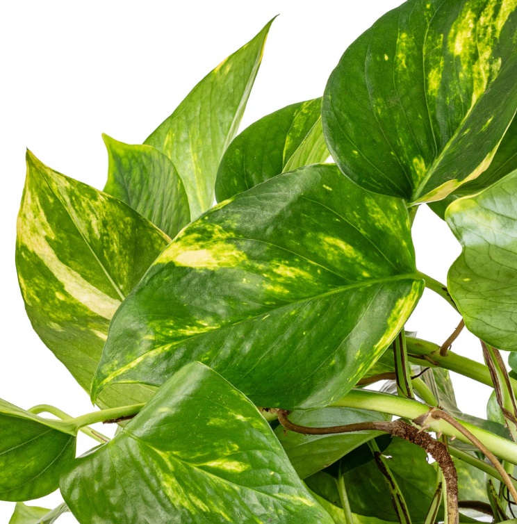 Golden Pothos - Image 8