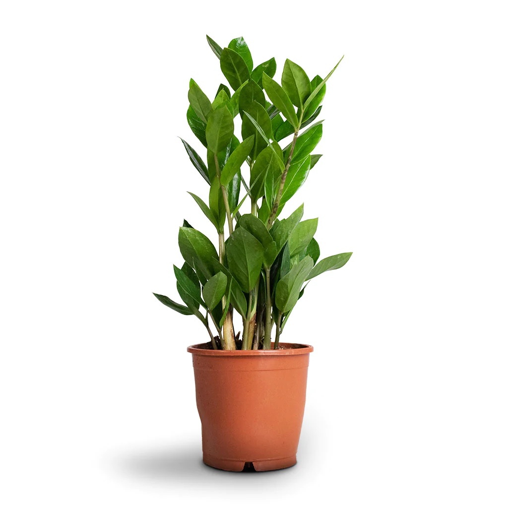 ZZ Plant - Image 2