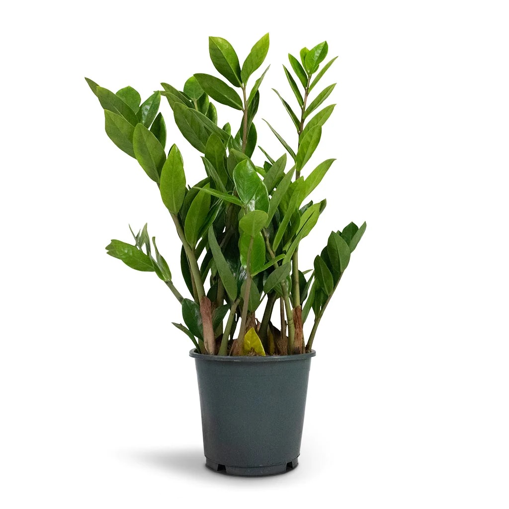 ZZ Plant - Image 3
