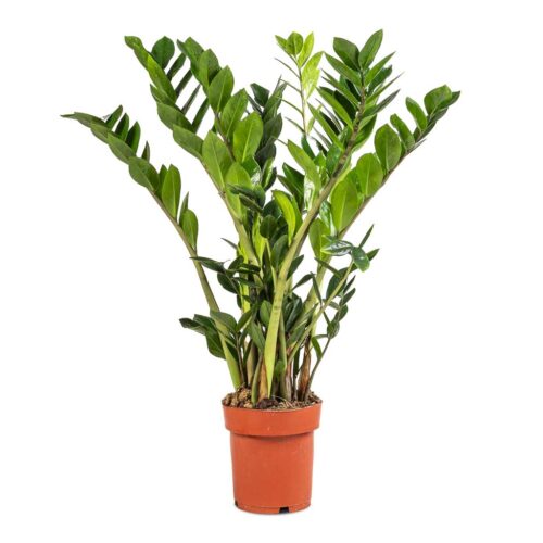 ZZ Plant