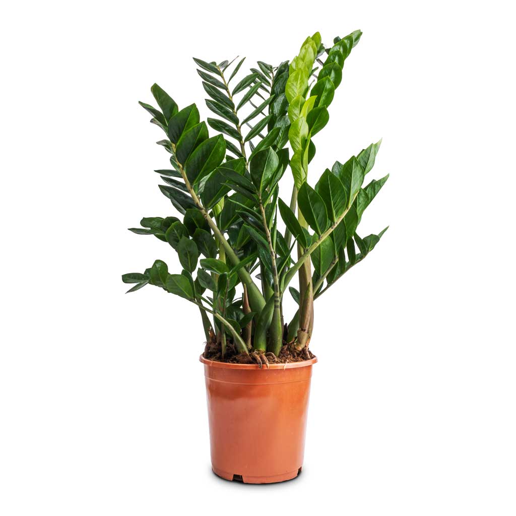 ZZ Plant - Image 4