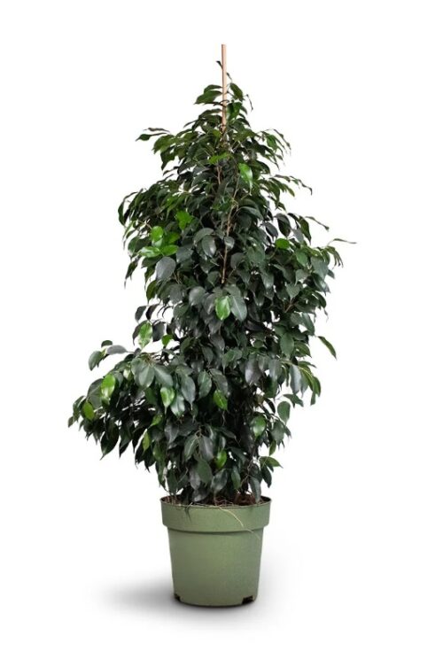 Ficus Benjamina