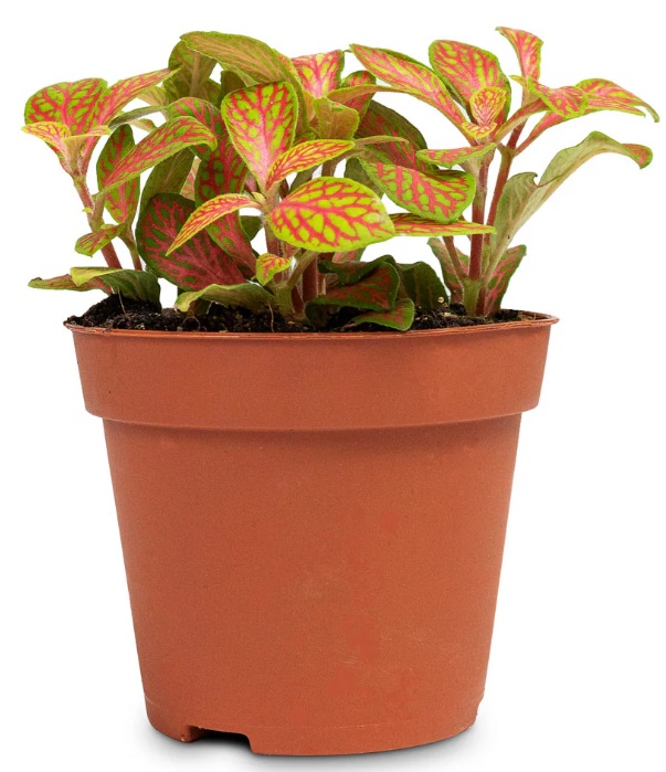 Fittonia