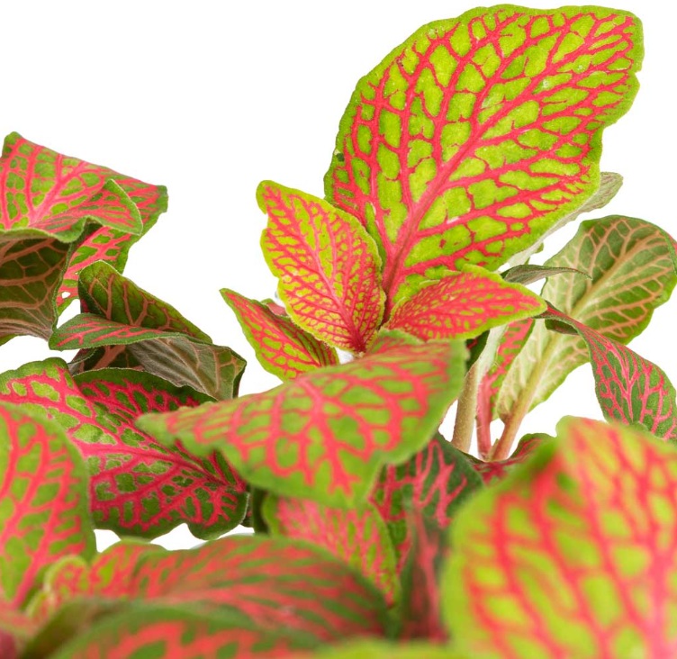 Fittonia - Image 2