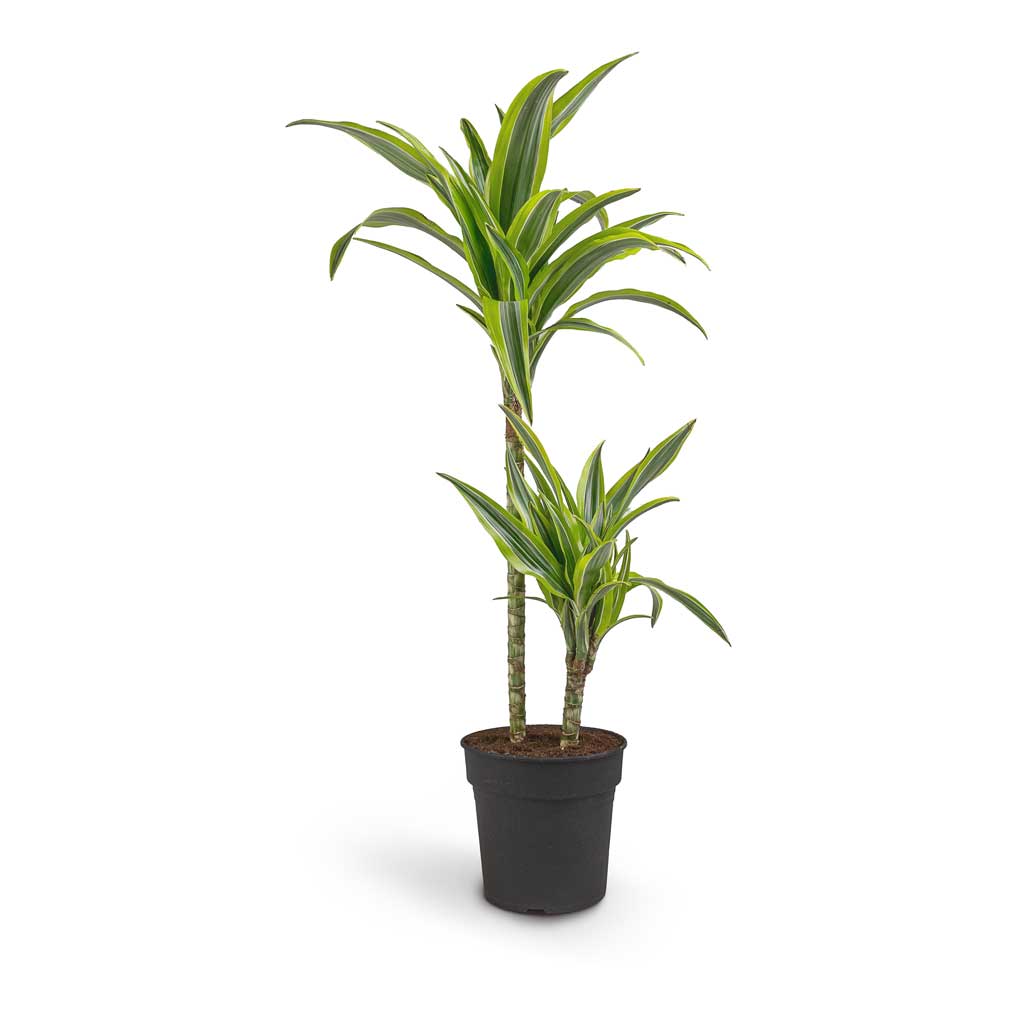 Dracaena Lemon Lime - Image 6