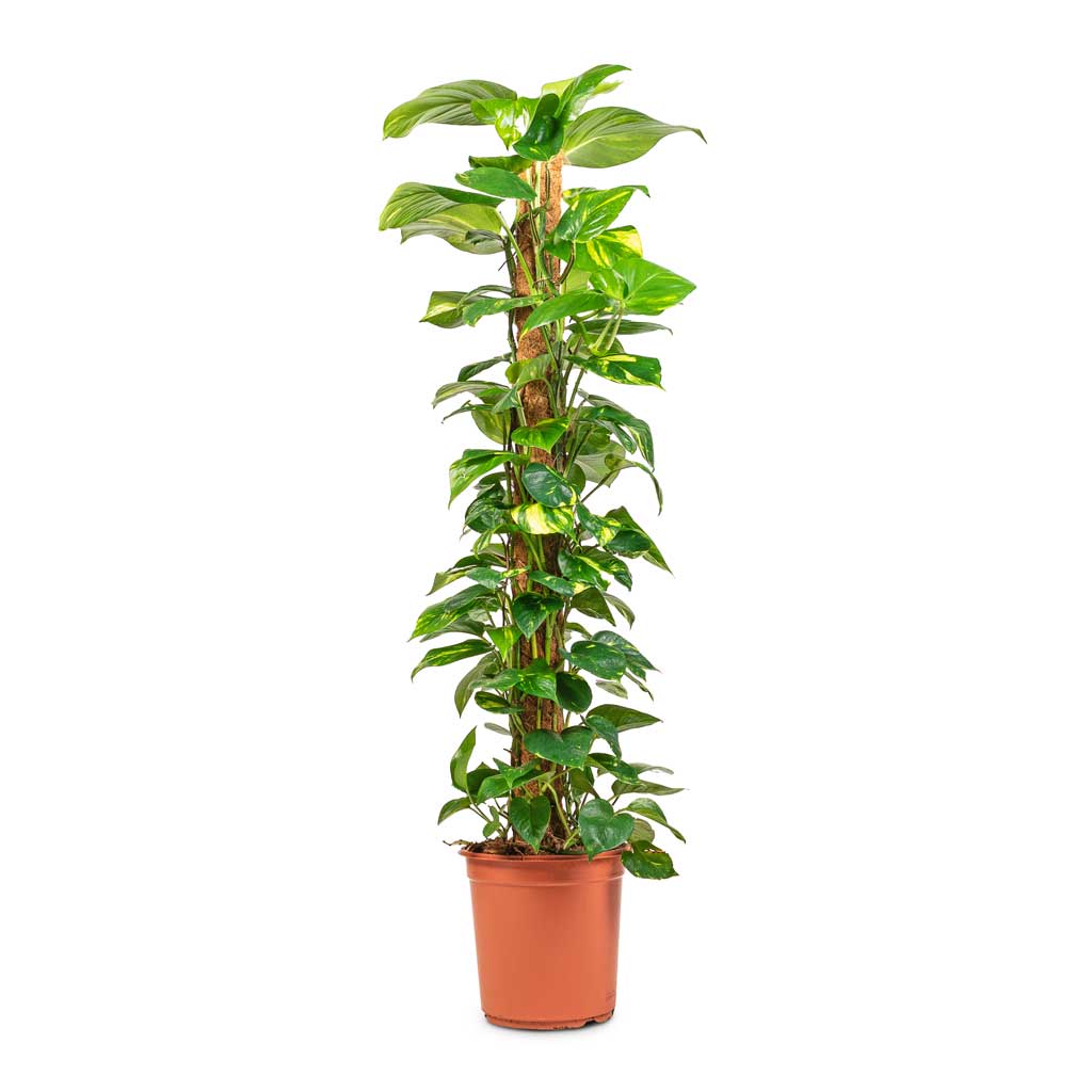 Pothos / Money Plant (Epipremnum aureum) - Image 4