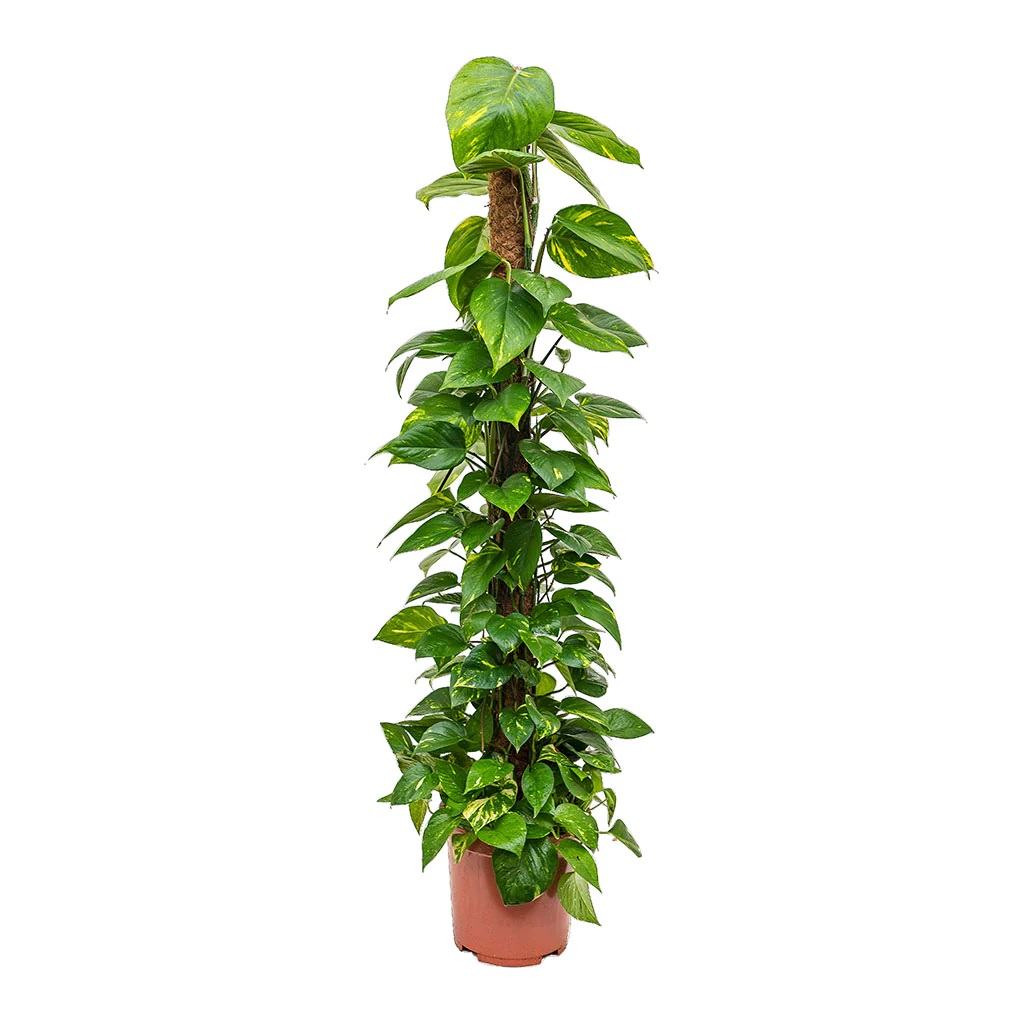 Pothos / Money Plant (Epipremnum aureum) - Image 3