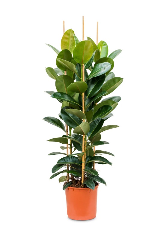 Rubber Plant (Ficus elastica) - Image 2