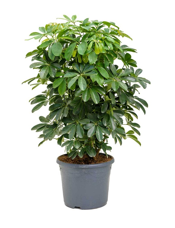 Schefflera (Umbrella plant) - Image 2