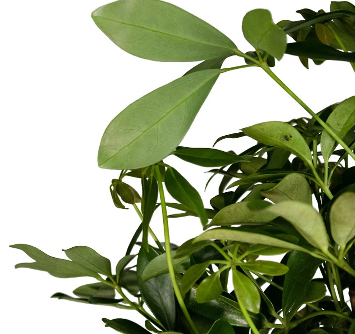 Schefflera (Umbrella plant) - Image 3