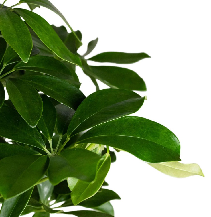Schefflera (Umbrella plant) - Image 4