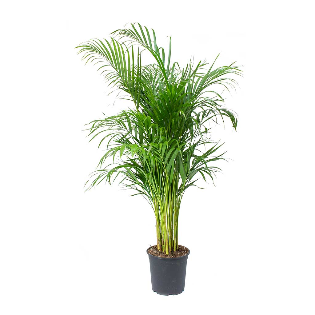 Areca Palm