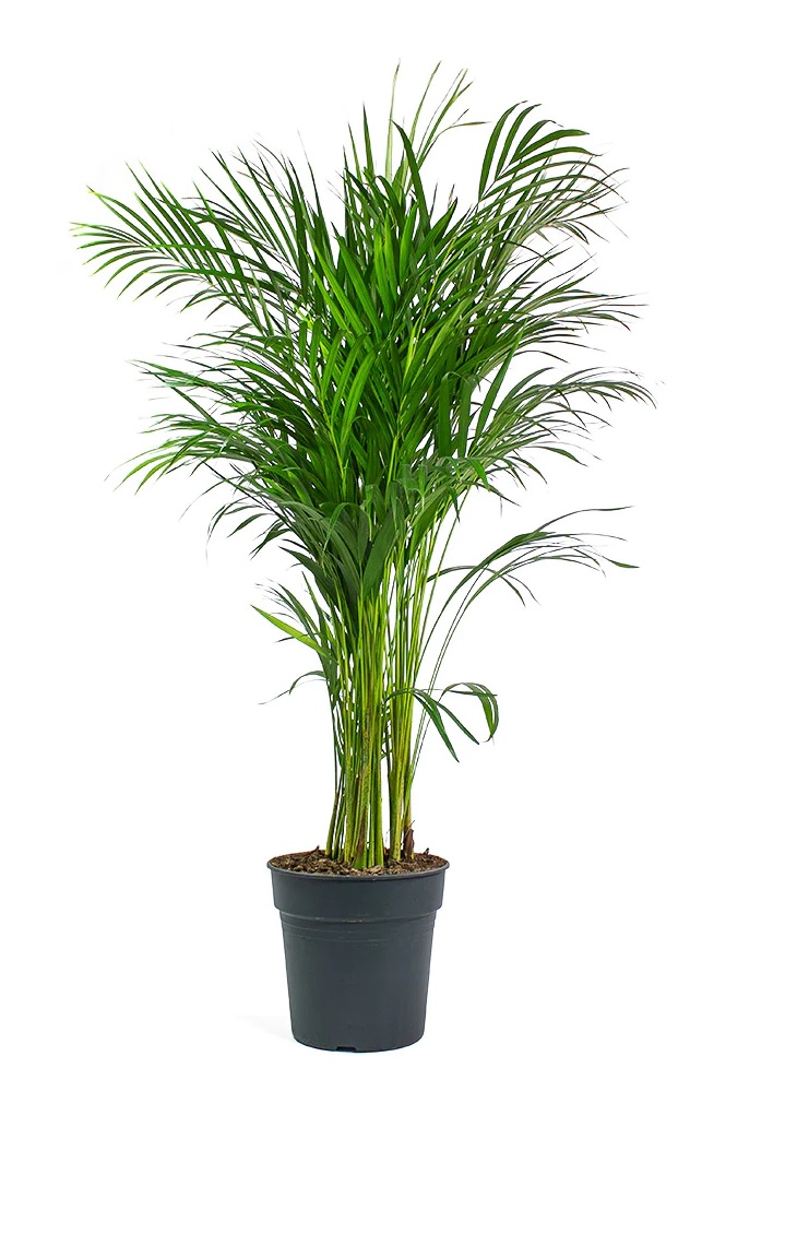 Areca Palm - Image 4