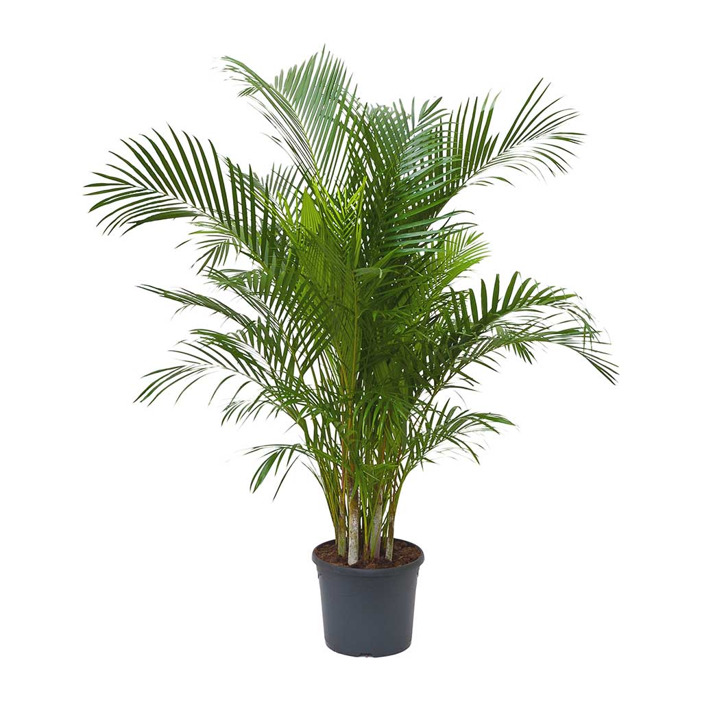Areca Palm - Image 3